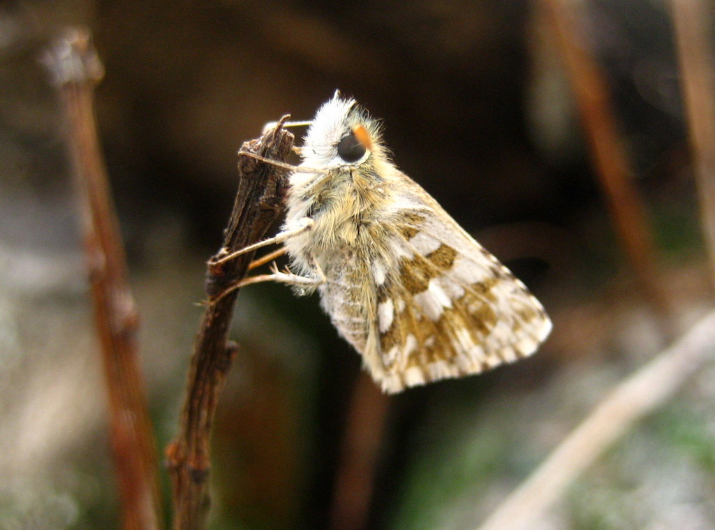 Grizzled Skipper  by steveandkerry