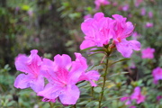 3rd Dec 2015 - Azaleas, Magnolia Gardens, Charleston, SC