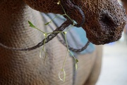 3rd Dec 2015 - a wire horse and a sprig of mistletoe