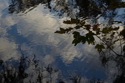 3rd Dec 2015 - Clould reflections in the lake at Magnolia Gardens, Charleston, SC