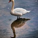 Swan by swillinbillyflynn