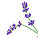 My NEW Lavender! by gigiflower