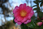 3rd Dec 2015 - Camellia, Magnolia Gardens, Charleston, SC