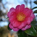 Camellia, Magnolia Gardens, Charleston, SC by congaree