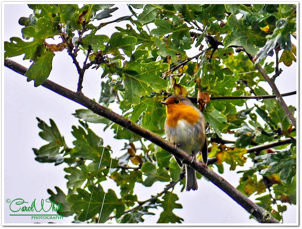 Robin In The Oak Tree by carolmw