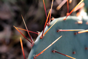 3rd Dec 2015 - prickly pear spines_26:365