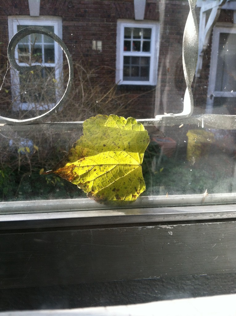 Leaf in the door by tatra