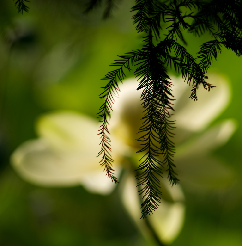 Cypress Needles by eudora