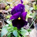 Pansy by tunia