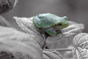 3rd Dec 2015 - Tree Frog Select Color