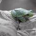 Tree Frog Select Color by houser934