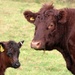 Bovine Mother and child by julienne1