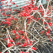 2nd Dec 2015 - Red Berries