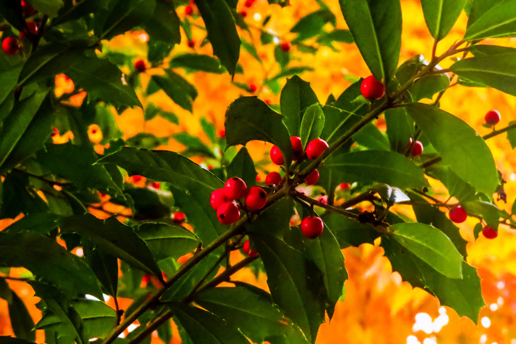 Holly Berries Against the Maple Tree by milaniet