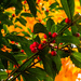 Holly Berries Against the Maple Tree by milaniet