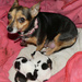 Lady With Her Growing 3 Puppies by snoopybooboo