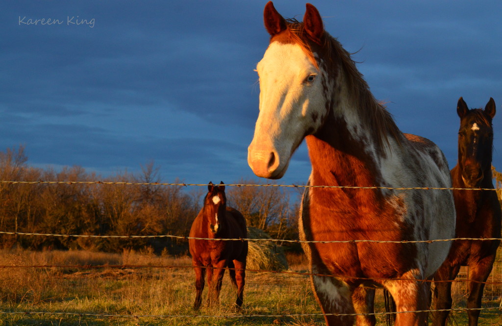 Equestrian Trio at Golden Hour by kareenking