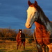 Equestrian Trio at Golden Hour by kareenking
