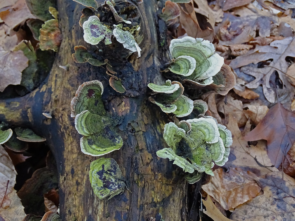 Green Fungus by annepann