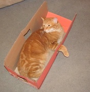 2nd Dec 2015 - Kitty's New Box