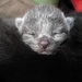 Gray Kitten by randy23