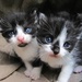 Kittens by randy23