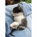 Sleeping Kitten by randy23