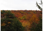 27th Oct 2015 - Fall Colors