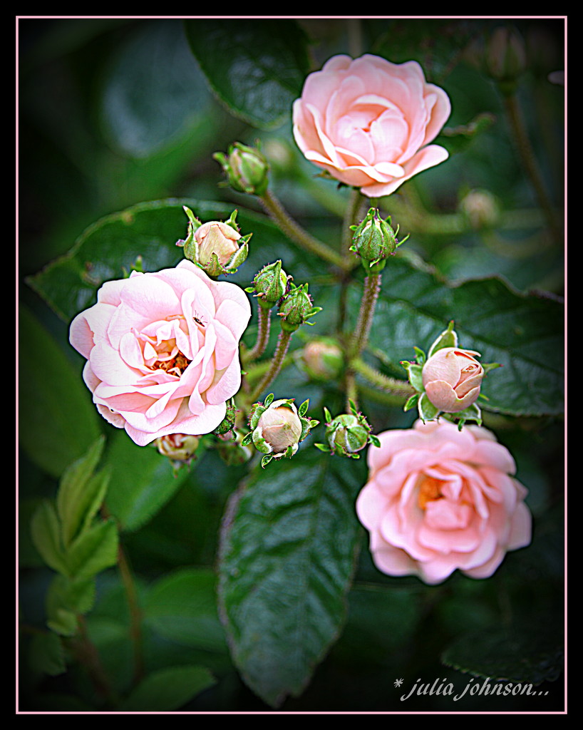 Maree parvie.. Rose .. by julzmaioro