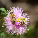 Bee pink by flyrobin