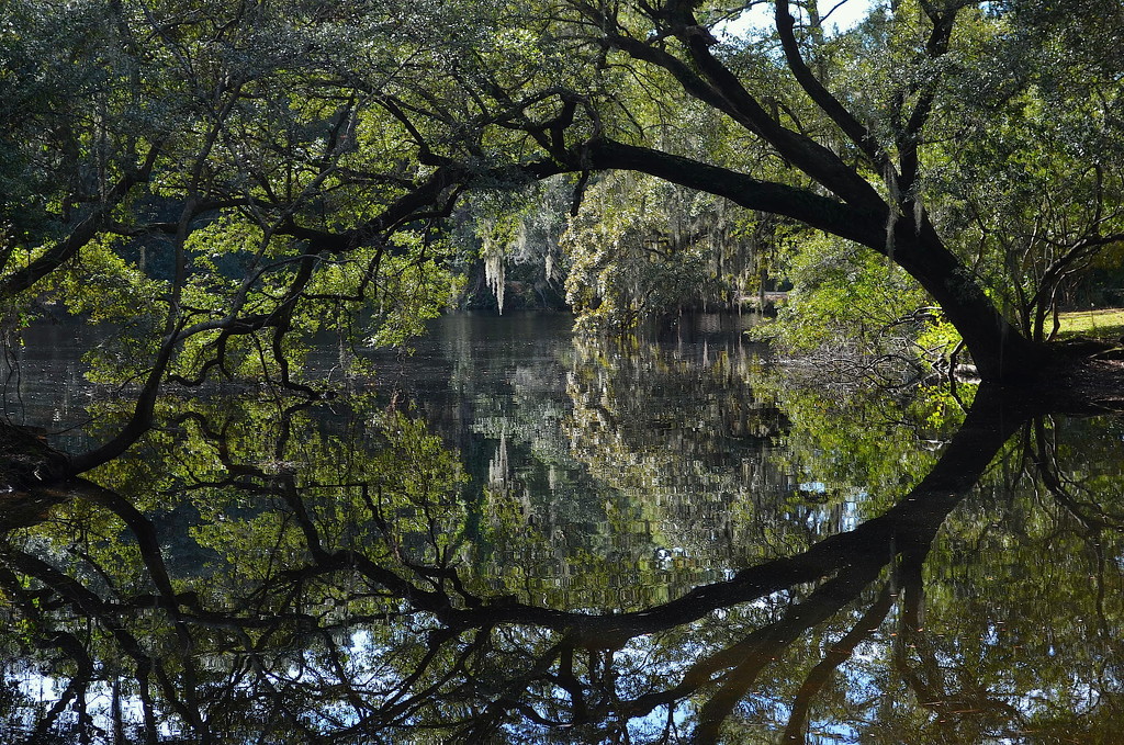 Live oak and reflection, Charles Towne Landing State Historic Site, Charleston, SC by congaree