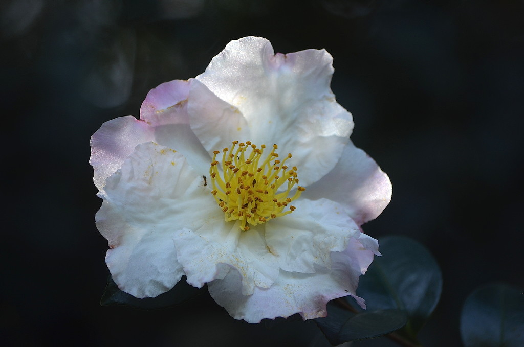 Spectacular camellia backlit by congaree