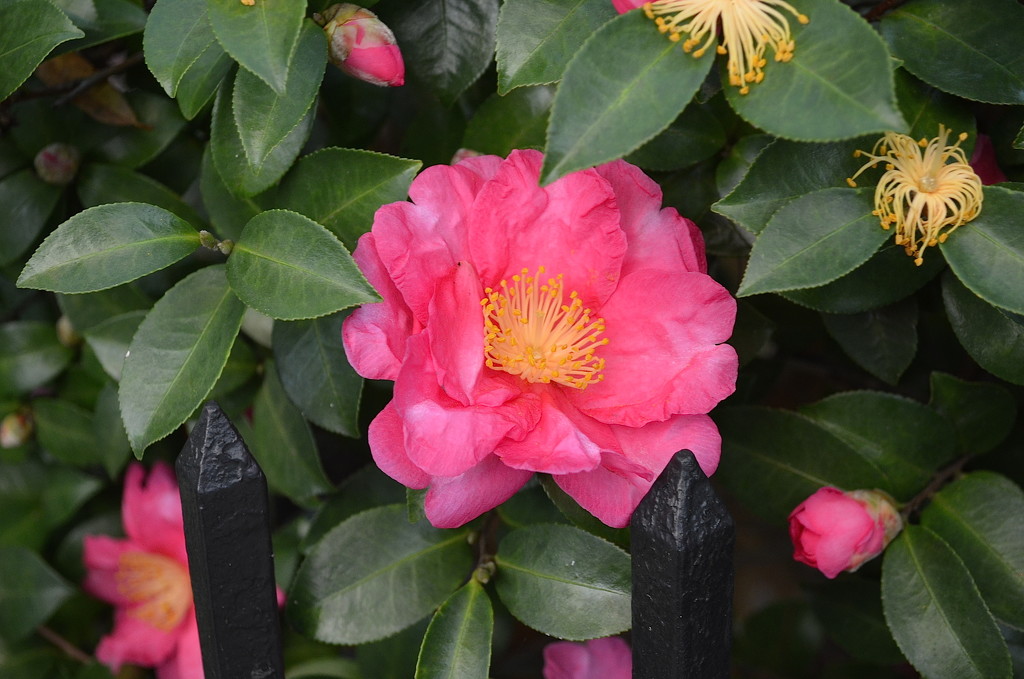 Camellia by congaree