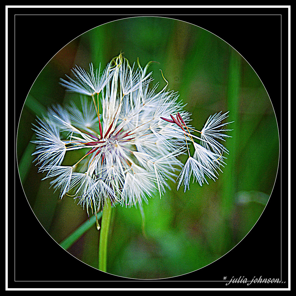 Dandelion.. Through the looking Glass... by julzmaioro