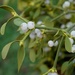 mystical mistletoe by quietpurplehaze