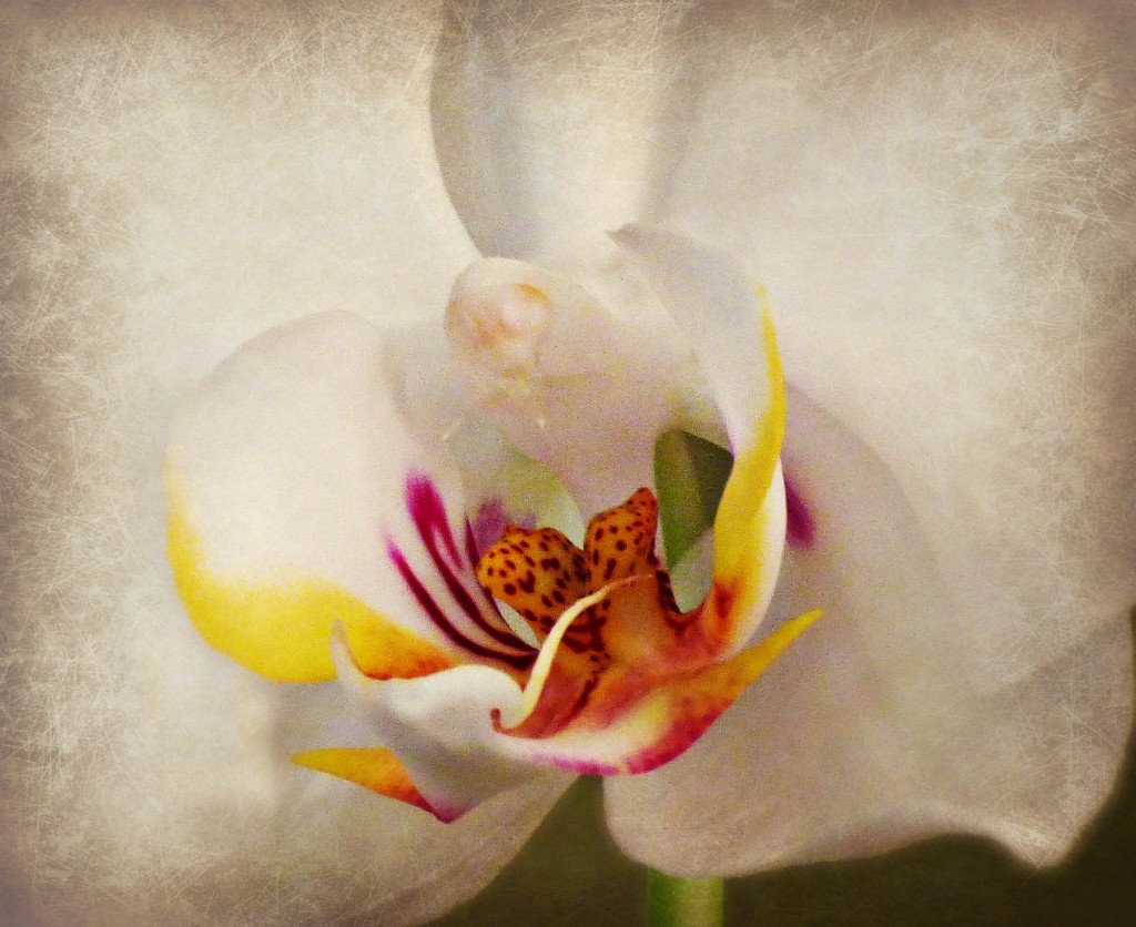 Orchid by peggysirk