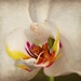 Orchid by peggysirk