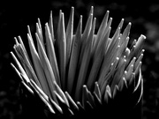 19th Nov 2015 - Toothpicks in a pot