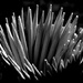 Toothpicks in a pot by davidrobinson