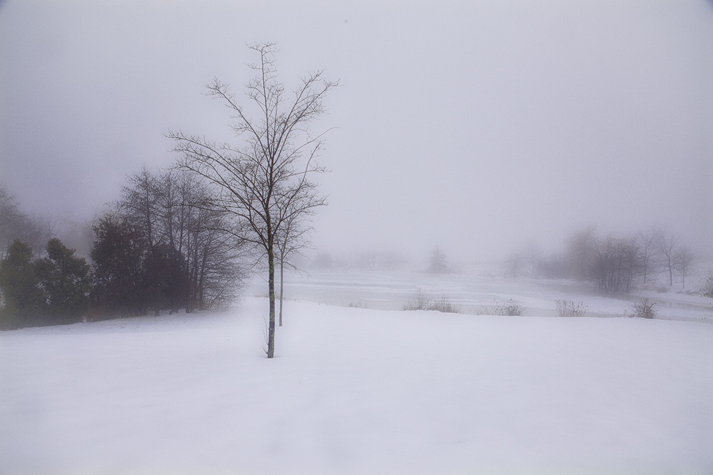Winter Fog by gardencat