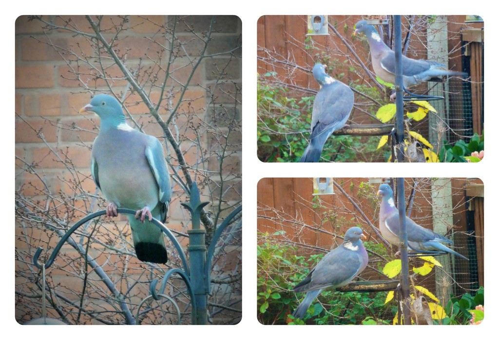 Pigeons  by beryl