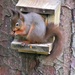 Red Squirrel by countrylassie