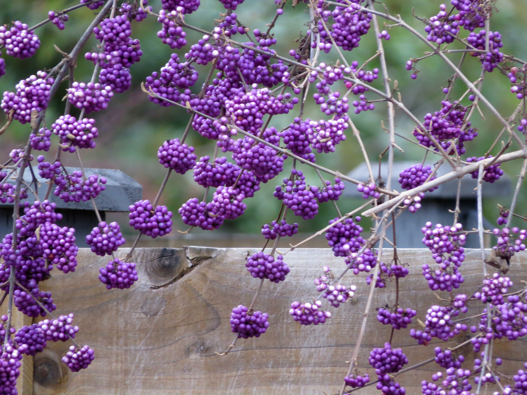 Purple Berry Bush by seattlite