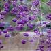 Purple Berry Bush by seattlite