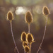4th  December 2015    - Backlit Teasels  by pamknowler