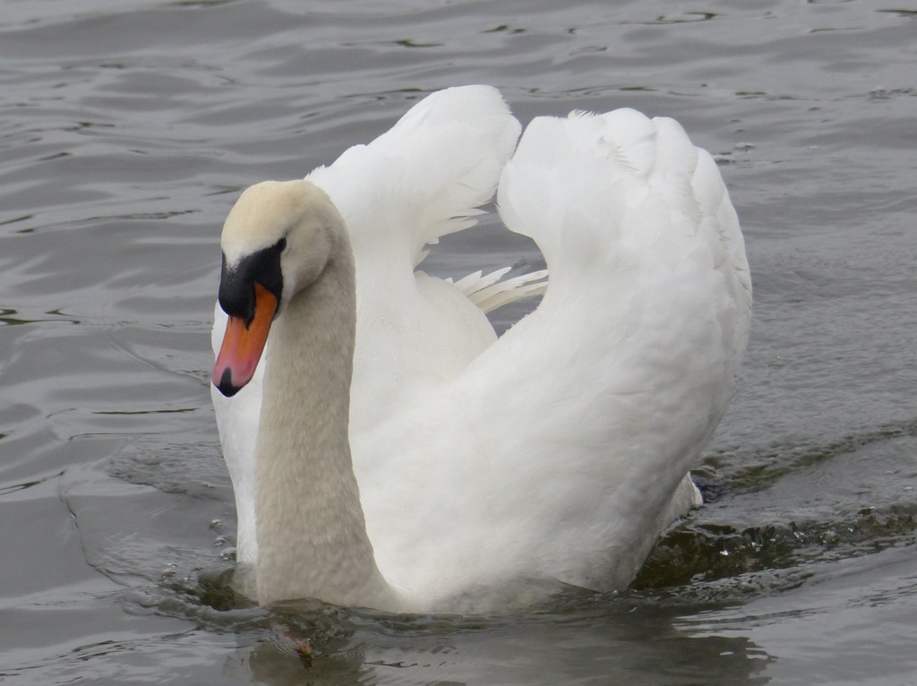 A Beautiful Swan by susiemc