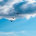 White Pelicans Overhead! by elatedpixie