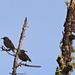 European Starlings Perched Next Door by markandlinda