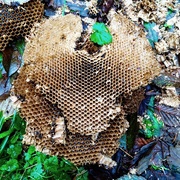 5th Dec 2015 - Remains of hornet's nest on the trail