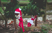4th Dec 2015 - Oh Christmas Tree, Oh Christmas Tree 